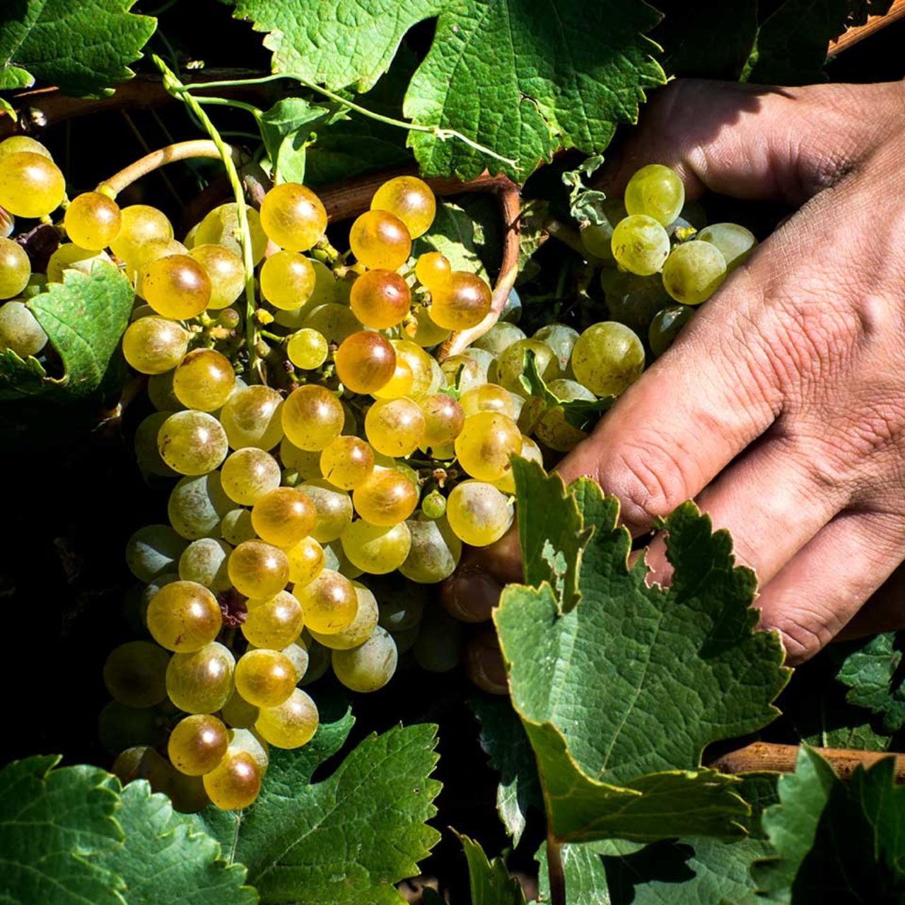 vinos blancos ecológicos