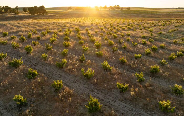 Ossian reaffirms its commitment to sustainability