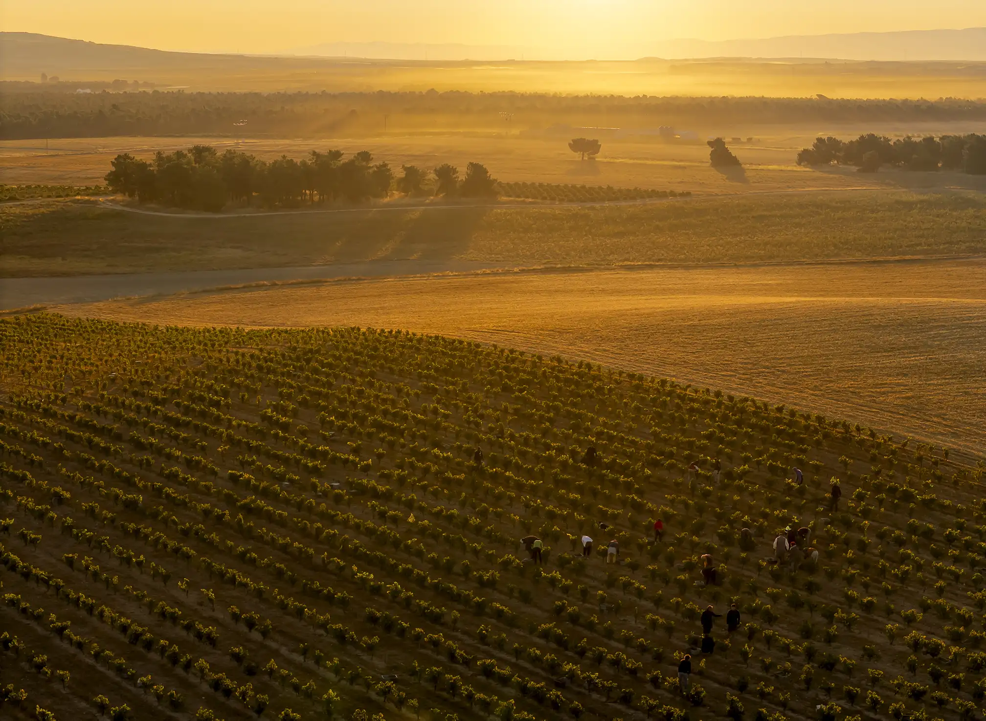 Atardecer en el viñedo de Ossian